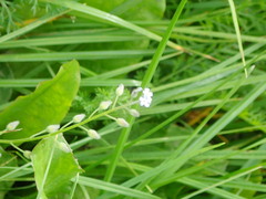 Myosotis arvensis