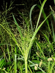 Panicum dichotomiflorum
