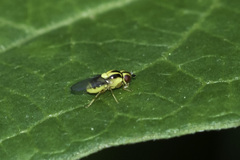 Thaumatomyia
