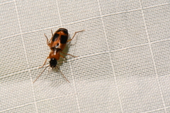 Badister neopulchellus