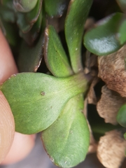 Noccaea rotundifolia