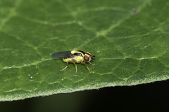 Thaumatomyia
