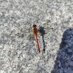 Sympetrum vicinum
