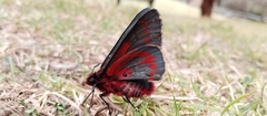 Metardaris cosinga