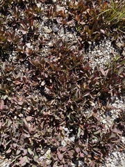 Vaccinium cespitosum