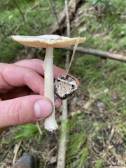 Amanita bisporigera