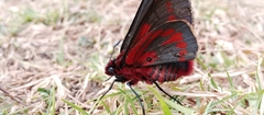 Metardaris cosinga