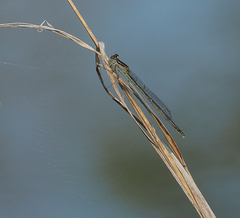 Enallagma durum