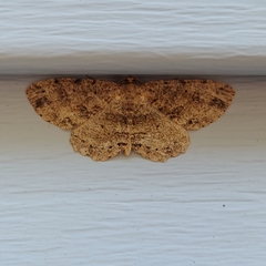 Melanolophia canadaria
