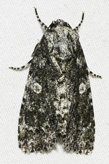 Acronicta afflicta