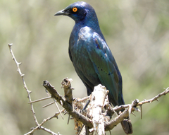 Lamprotornis chalybaeus