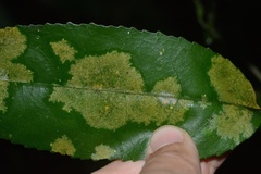 Cephaleuros lagerheimii