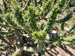 Austrocylindropuntia subulata
