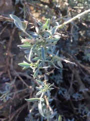 Adenocarpus hispanicus argyrophyllus