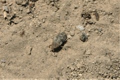 Dermestes marmoratus