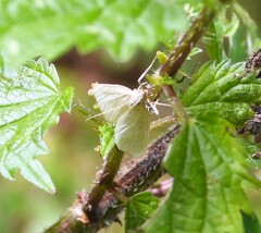 Udea lutealis