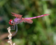 Trithemis annulata