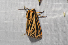 Apantesis virguncula