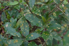 Cephaleuros lagerheimii