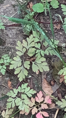 Geranium robertianum
