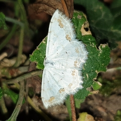 Scopula ornata