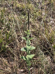 Verbena stricta