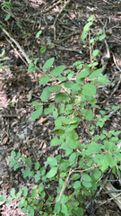 Symphoricarpos orbiculatus