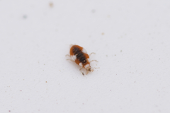 Coniopteryginae