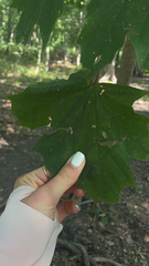 Acer platanoides