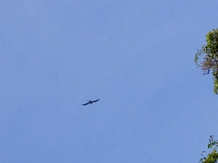 Elanoides forficatus