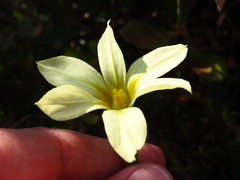 Moraea flaccida