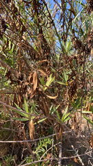 Baccharis salicifolia