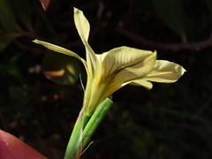 Moraea flaccida