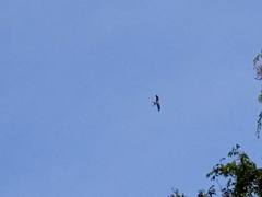 Elanoides forficatus