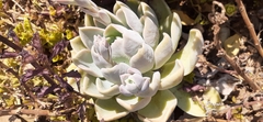 Echeveria runyonii