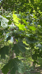 Acer platanoides