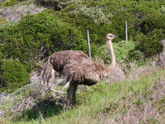 Struthio camelus australis
