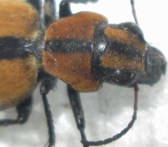 Graphipterus cordiger