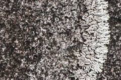 Physcia caesia