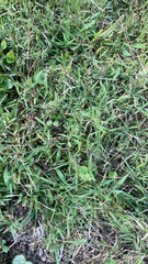 Stenotaphrum secundatum