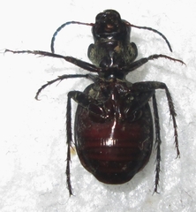 Graphipterus cordiger
