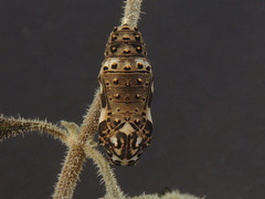 Chlosyne californica