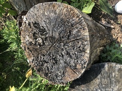 Xylobolus frustulatus