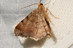 Macaria minorata