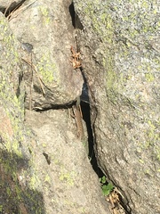 Archaeolacerta bedriagae