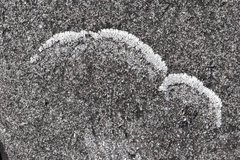 Physcia caesia