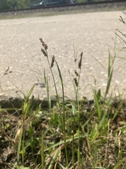 Echinochloa colona