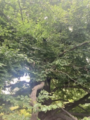 Fagaceae