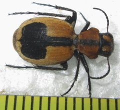 Graphipterus cordiger