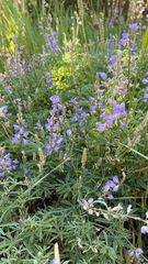 Lupinus argenteus